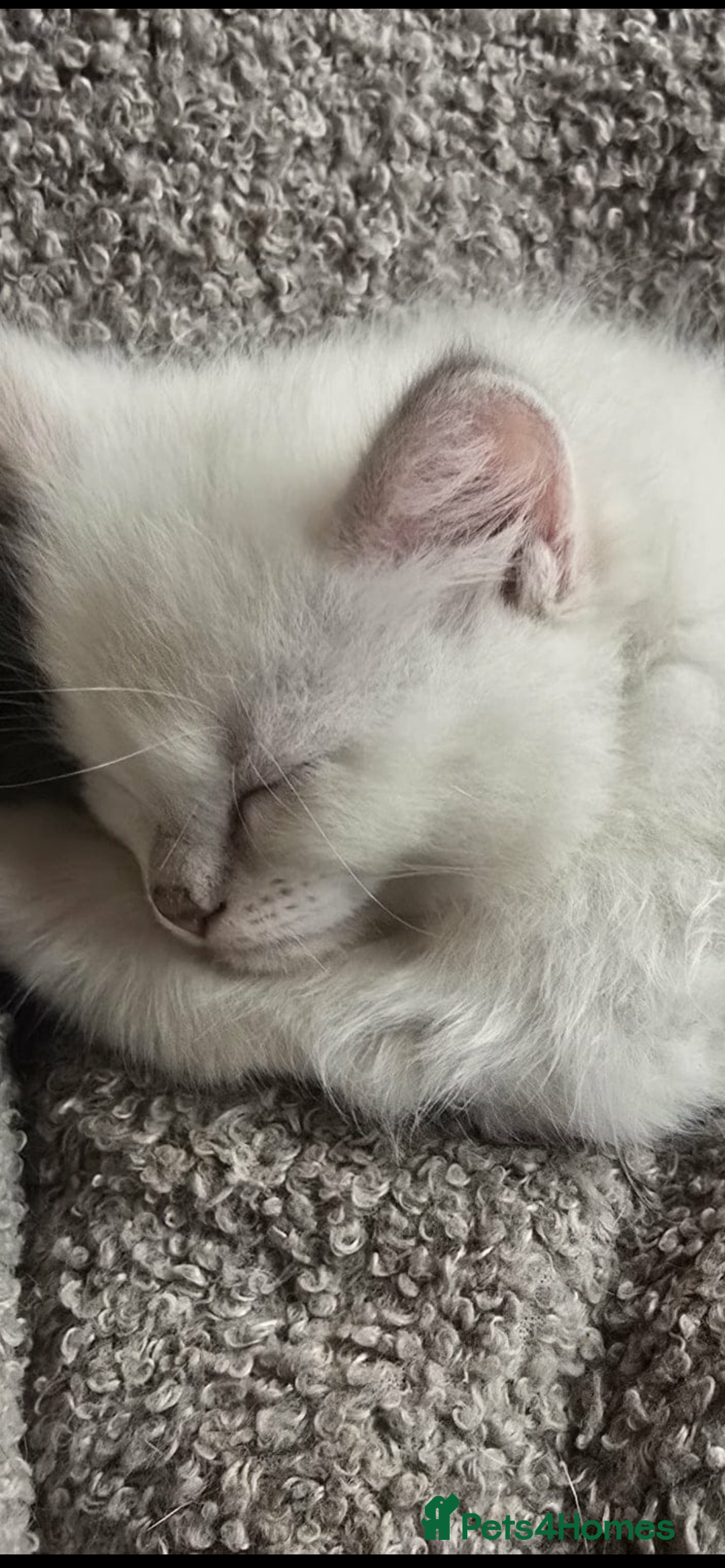 Ragdoll cats for sale: 2 female lilac ragdoll kittens 10 weeks old  - Advert 1