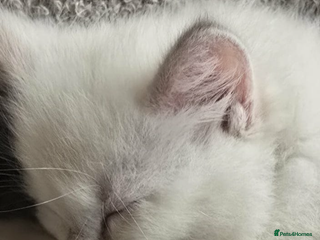 Ragdoll cats 2 female lilac ragdoll kittens 10 weeks old - Advert 2