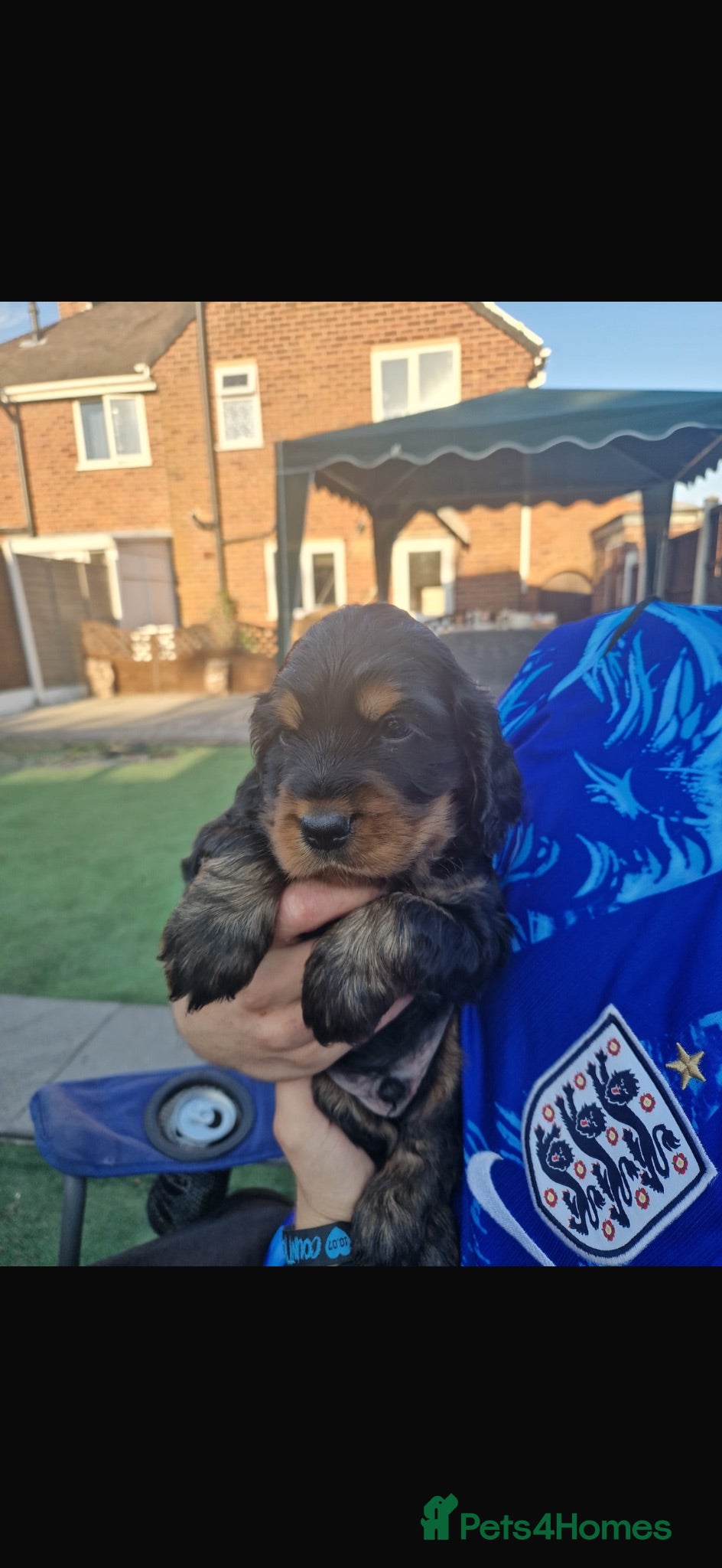 Cocker Spaniel dogs Cocker spaniel puppies for sale  - Advert 17