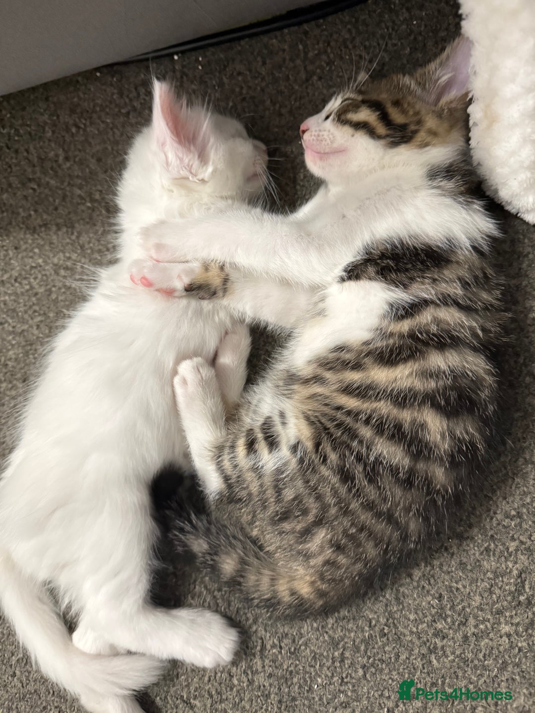 Turkish Angora cats for sale: Turkish angora kittens  - Image 10