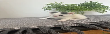 Mixed Breed Kitten 5
