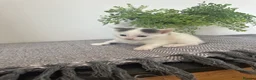 Mixed Breed cats for sale: 1 REMAINING | KITTEN 4 | MALE £50 - Advert 9