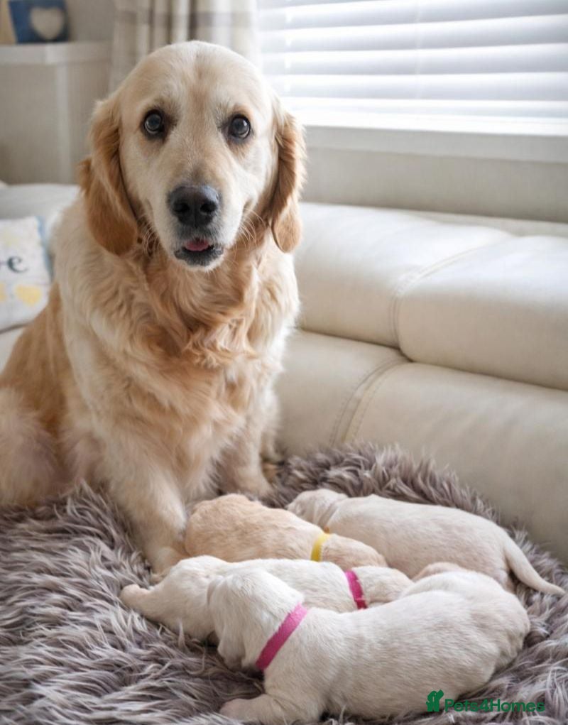 Golden Retriever dogs for sale: Delightfully litter golden retriever puppies in Baldock - Advert 2