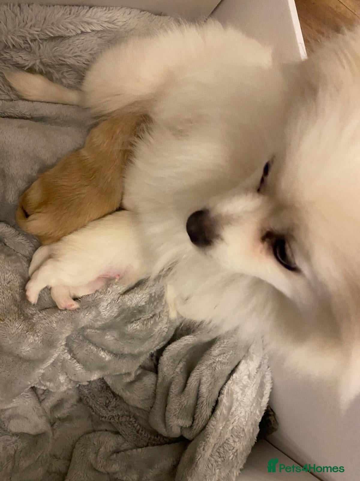 Pomeranian dogs for sale: READY TO MELT YOUR HEART TINYTEDDYBEAR POMERANIAN  - Advert 1