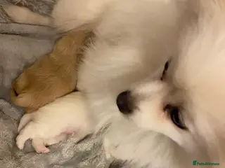 Pomeranian dogs for sale: READY TO MELT YOUR HEART TINYTEDDYBEAR POMERANIAN - Advert 1