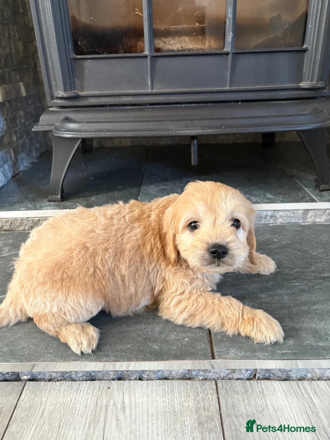 Mini Goldendoodle dogs for sale: Are Gorgeous golden doodle puppies 🐶 - Advert 2