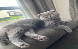 Scottish Fold cats for sale: SCOTTISH FOLD MALE 2 yrs - Advert 1