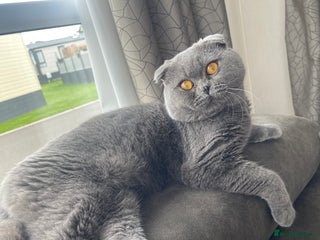 Scottish Fold cats for sale: SCOTTISH FOLD MALE 2 yrs - Advert 1