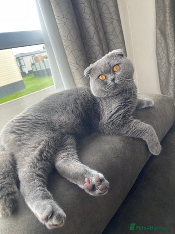 Scottish Fold cats SCOTTISH FOLD MALE 2 yrs - Advert 1