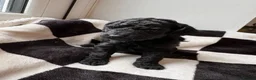 Mixed Breed dogs for sale: Double doodles  - Advert 18