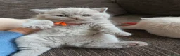 British Shorthair cats for sale: GCCF registered cream and lilac BSH - Advert 37
