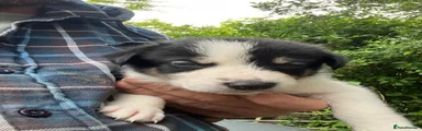 Mixed Breed Puppy 1