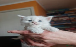 Maine Coon cats for sale: Shaded and Shell Maine Coon kittens - Image 10