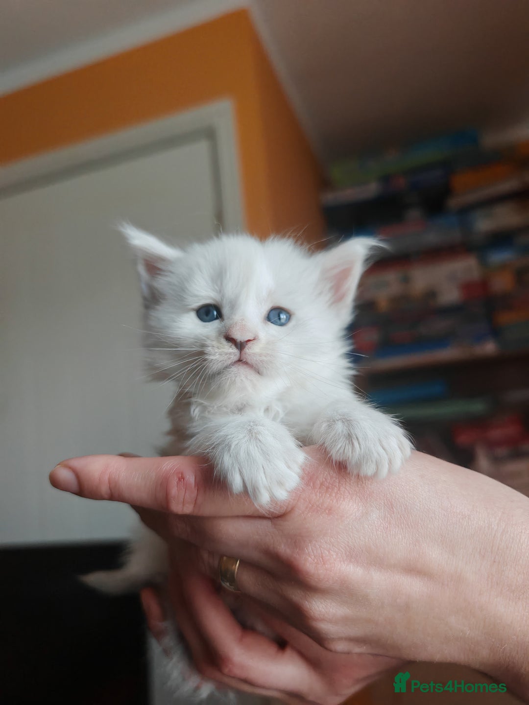 Maine Coon cats for sale: Shaded and Shell Maine Coon kittens - Image 10