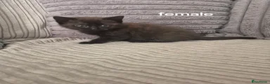 Domestic Shorthair Kitten 1