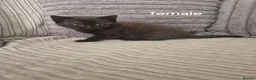 Domestic Shorthair cats for sale: Kittens ready for new homes  - Advert 7
