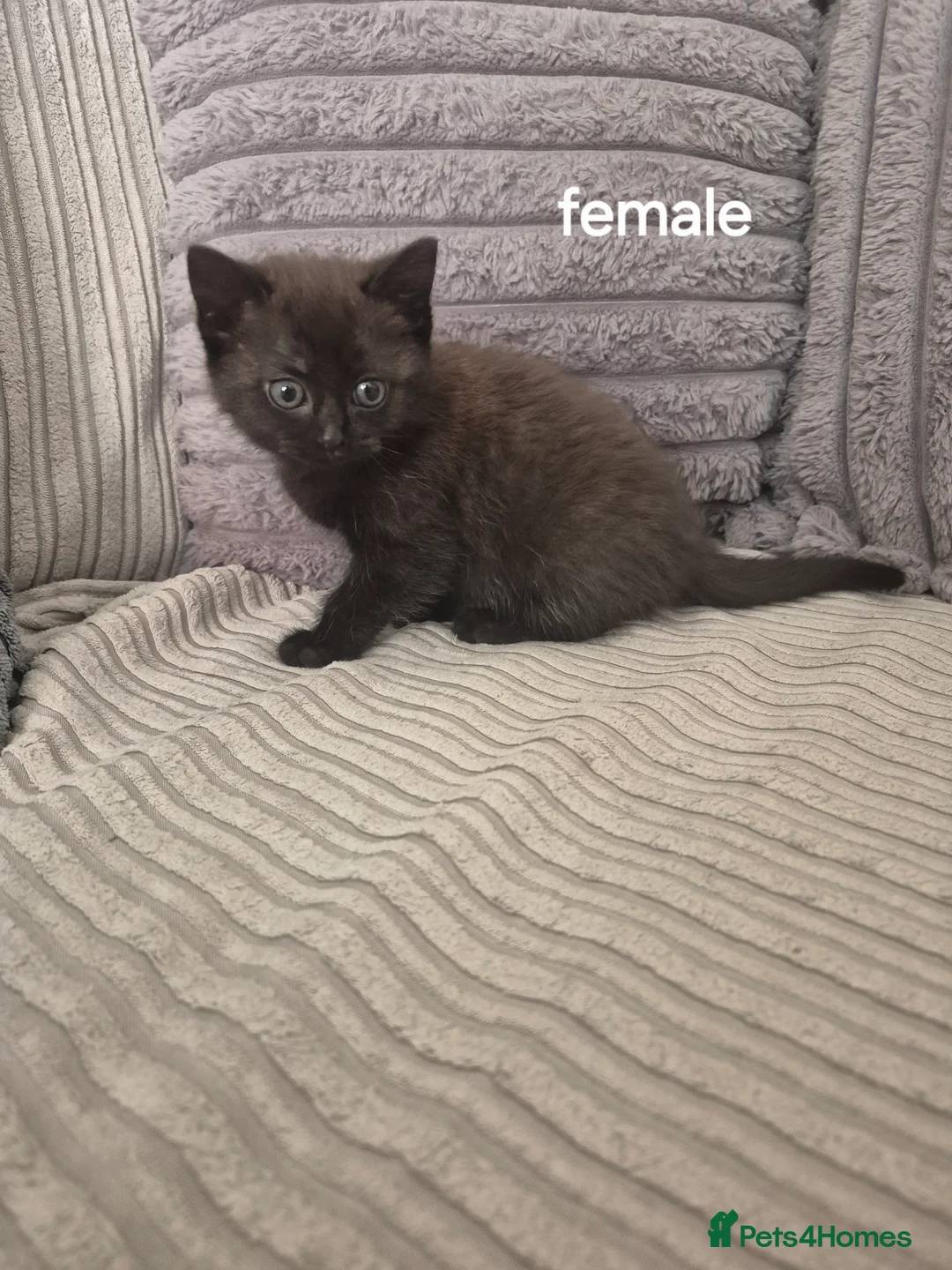 Domestic Shorthair cats for sale: Kittens ready for new homes  - Advert 7