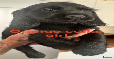 Sprocker dogs - Advert 11