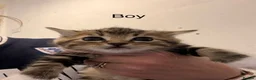 Mixed Breed cats for adoption: Beautiful kittens - Advert 5