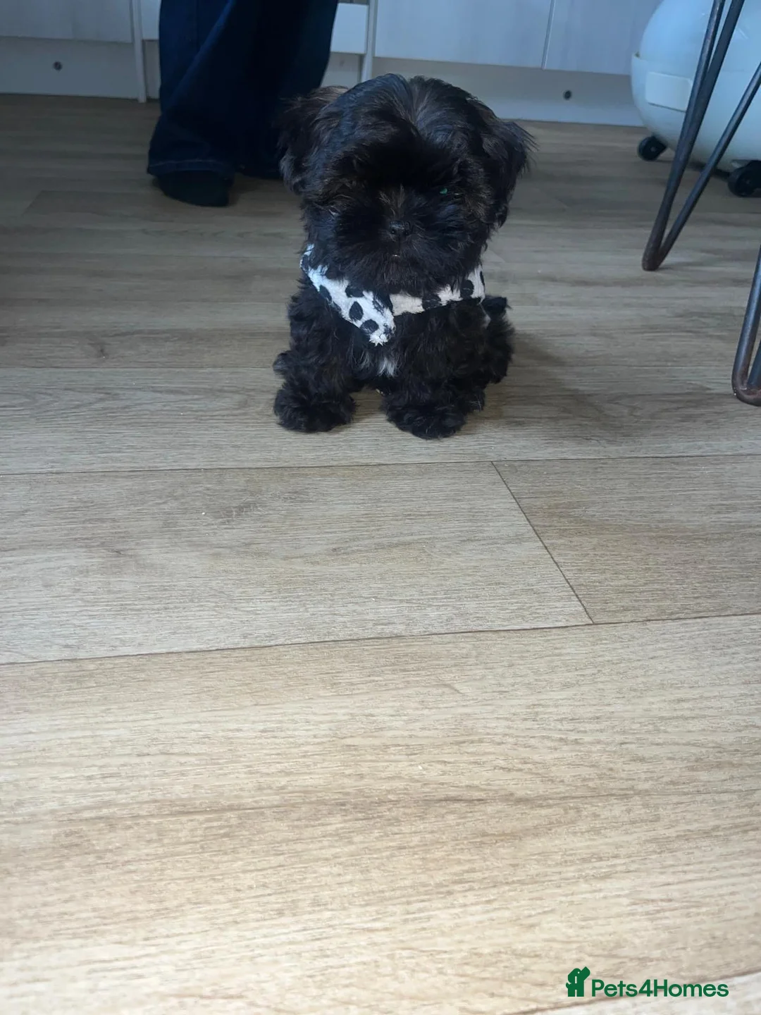 Malshi dogs for sale: Coco the Malshi pup - Advert 4