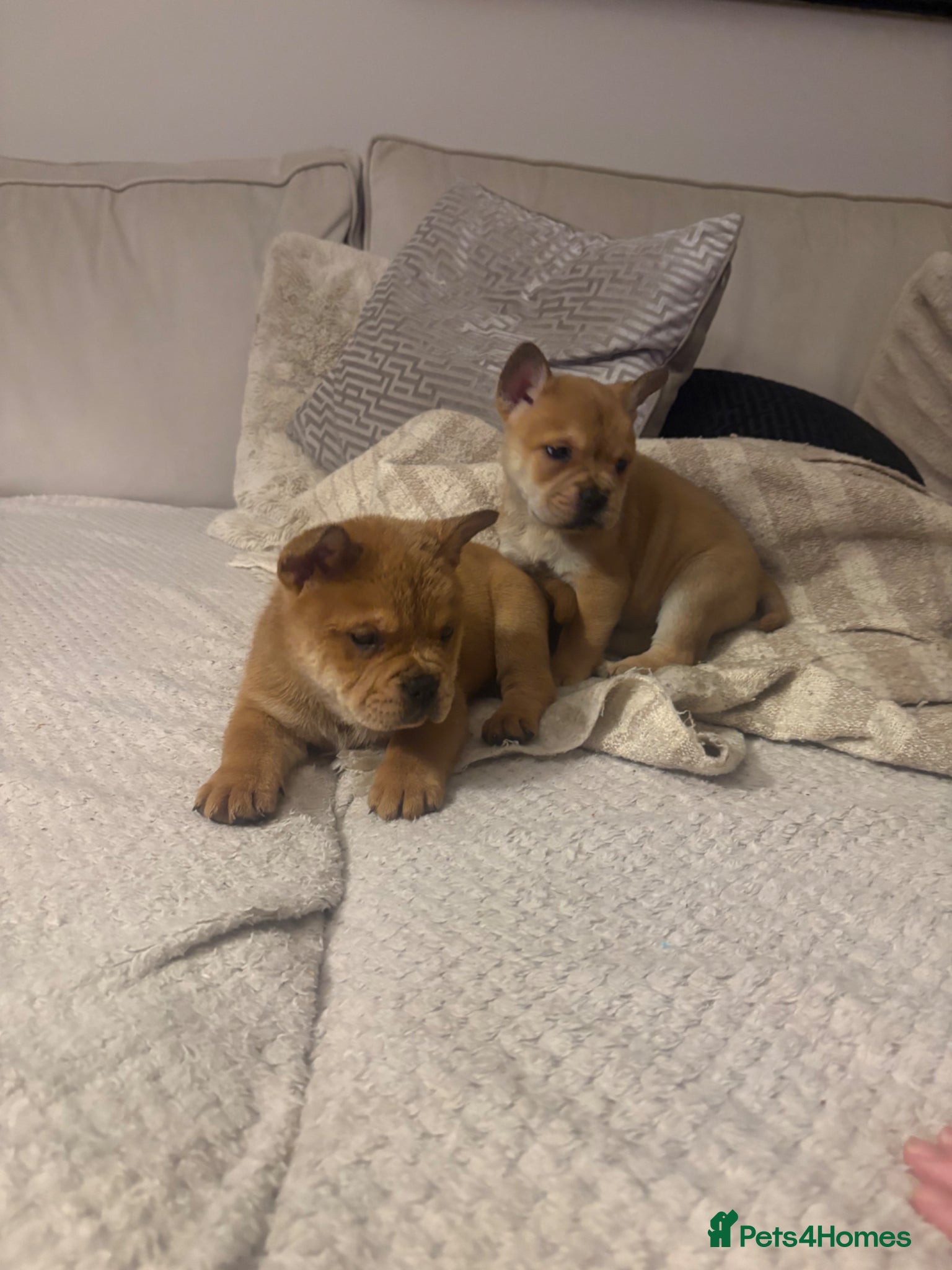 Mixed Breed dogs ** BEAR COAT FRENCHIES ** - Advert 9