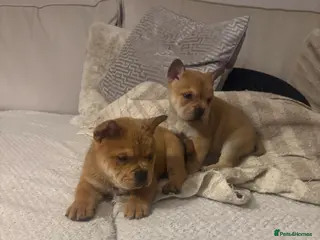 Mixed Breed dogs ** BEAR COAT FRENCHIES ** - Advert 9