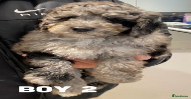 Goldendoodle dogs - Advert 11
