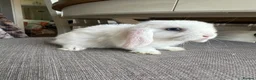 Mini Lop rabbits for sale: Lovely handsome mini lop bucks. - Advert 14