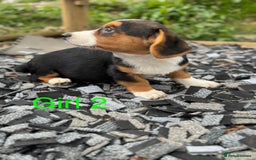 Welsh Corgi Cardigan dogs for sale: Welsh Cardigan Corgi Puppies  - Image 6