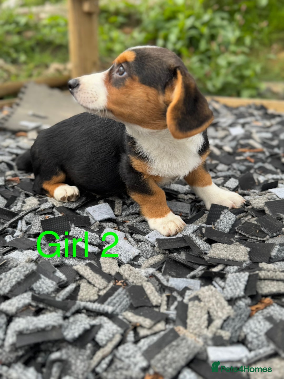 Welsh Corgi Cardigan dogs for sale: Welsh Cardigan Corgi Puppies  - Image 6