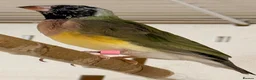 Finches birds for sale: Female Gouildian finches available young  - Advert 17