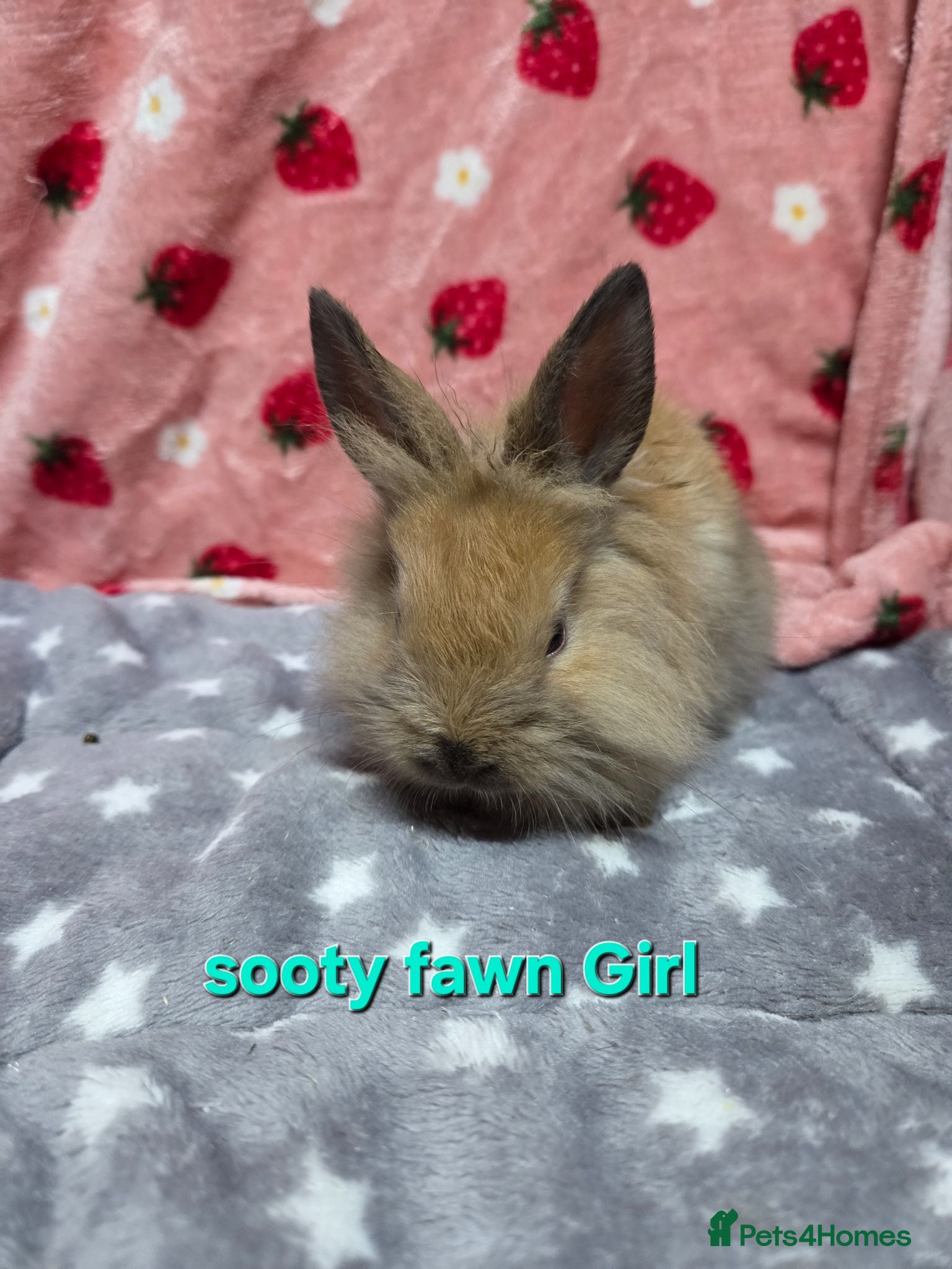 Lionhead rabbits Baby lion head bunnies ☆ready 15th july - Advert 2