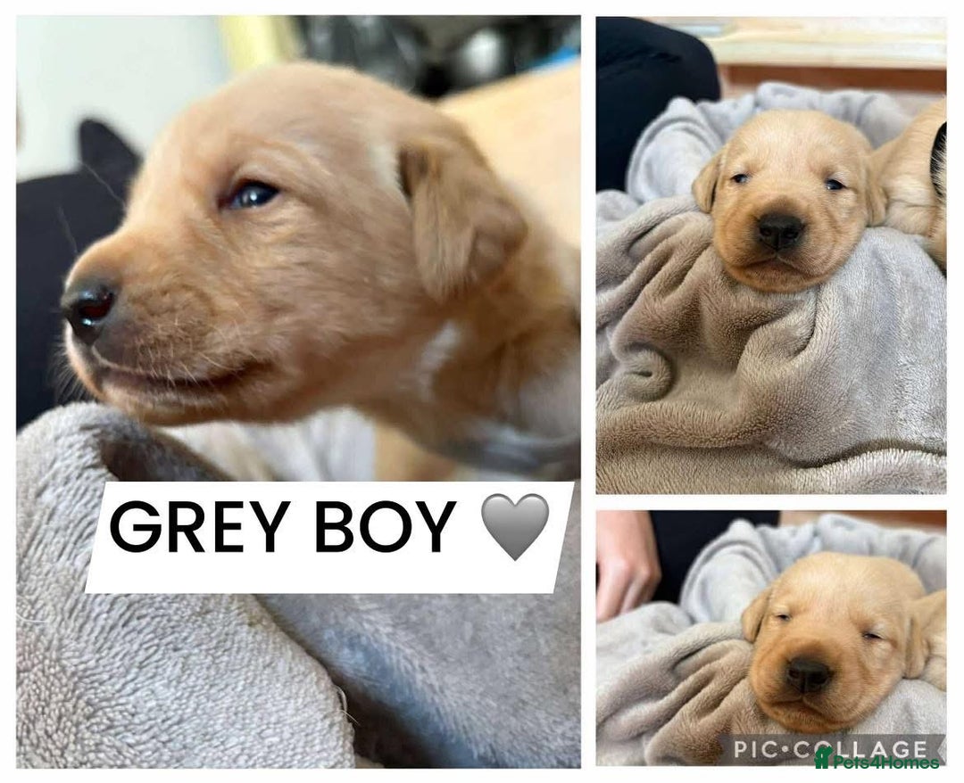 Labrador Retriever dogs for sale: Labradors for sale  - Image 2