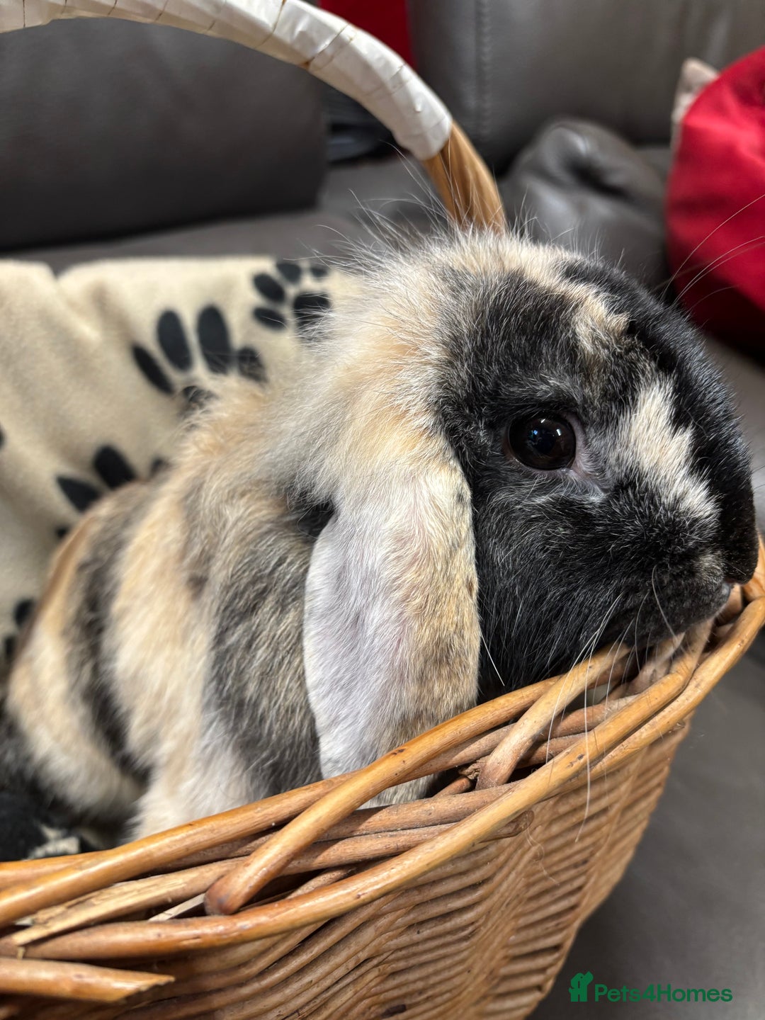Lionhead rabbits for sale: Lionhead x rabbits for sale  - Advert 1