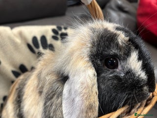 Lionhead rabbits Lionhead x rabbits for sale - Advert 9