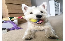 West Highland Terrier dogs for sale: West Highland Terrier Boy - Image 3
