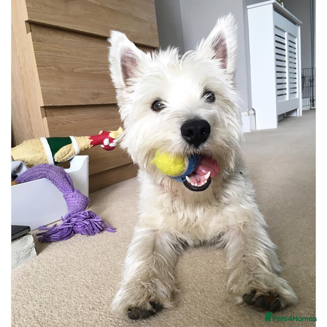 West Highland Terrier dogs for sale: West Highland Terrier Boy - Image 3