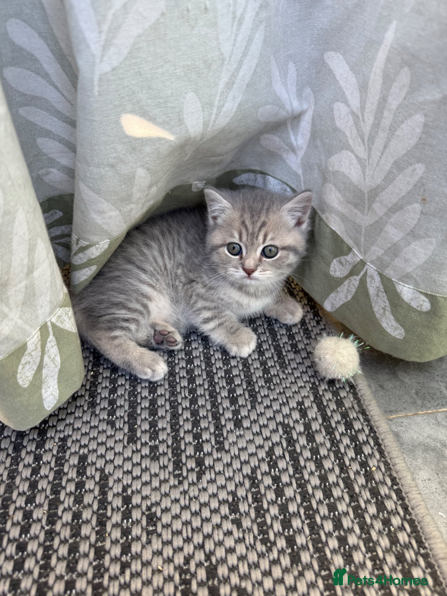 British Shorthair cats BSH kittens - Advert 2