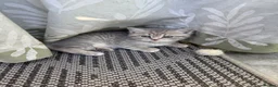 British Shorthair cats for sale: Last 2 kitten available  - Advert 13