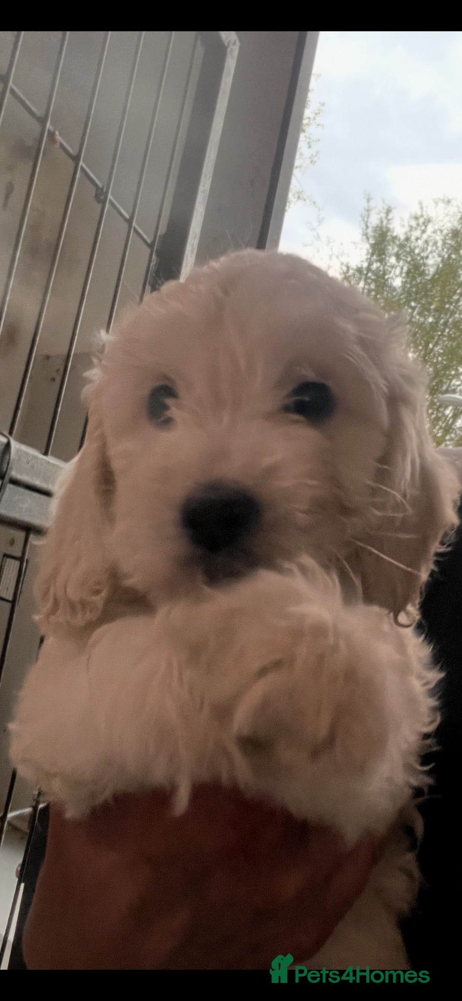 Cockapoo dogs COCKAPOO PUPPIES READY NOW - Advert 3