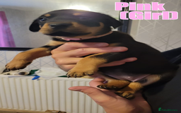 Rottweiler dogs for sale: ROTTWEILER PUPPIES - Image 11