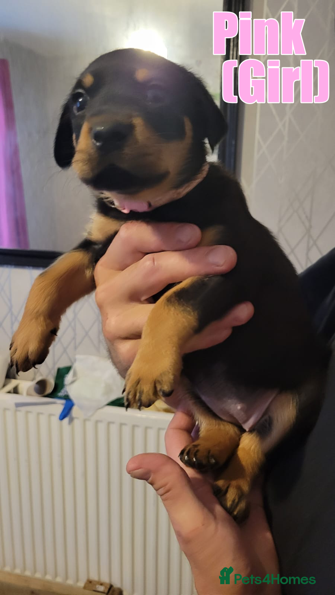 Rottweiler dogs for sale: ROTTWEILER PUPPIES - Image 11