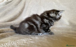 Ragdoll cats for sale: Ragdoll x  - Image 7