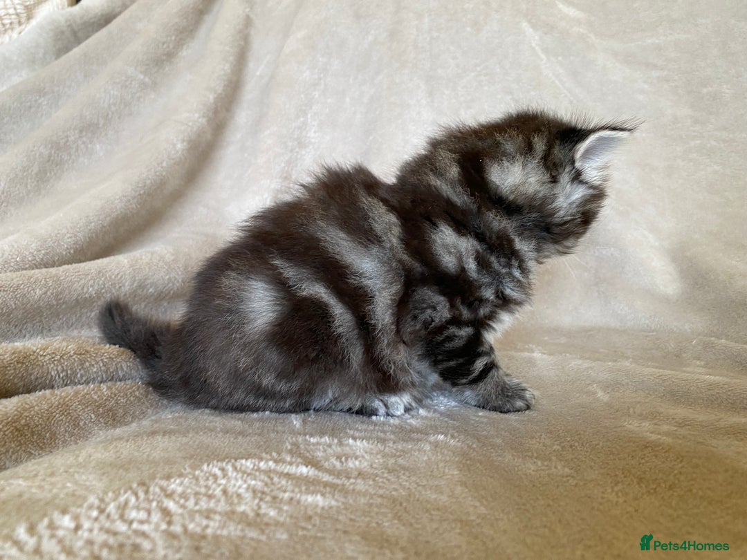 Ragdoll cats for sale: Ragdoll x  - Image 7