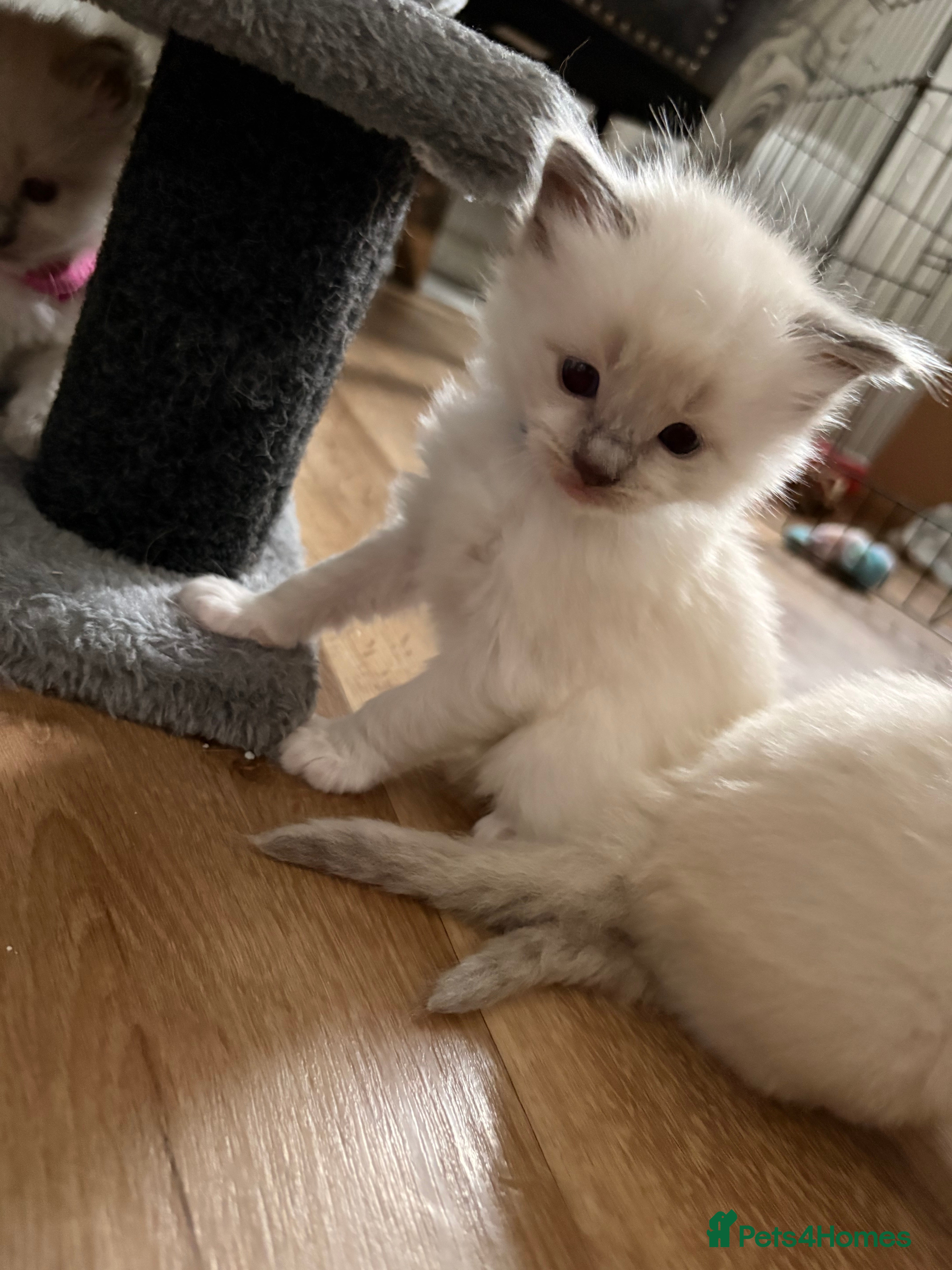 Ragdoll cats Beautiful Purebred Pedigree Blue Ragdoll Kittens - Advert 16