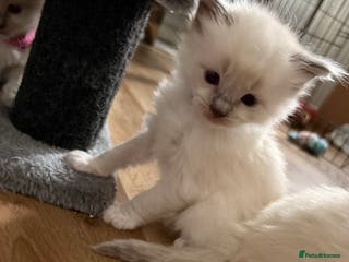 Ragdoll cats Beautiful Purebred Pedigree Blue Ragdoll Kittens - Advert 16