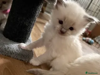 Ragdoll cats Beautiful Purebred Pedigree Blue Ragdoll Kittens - Advert 16