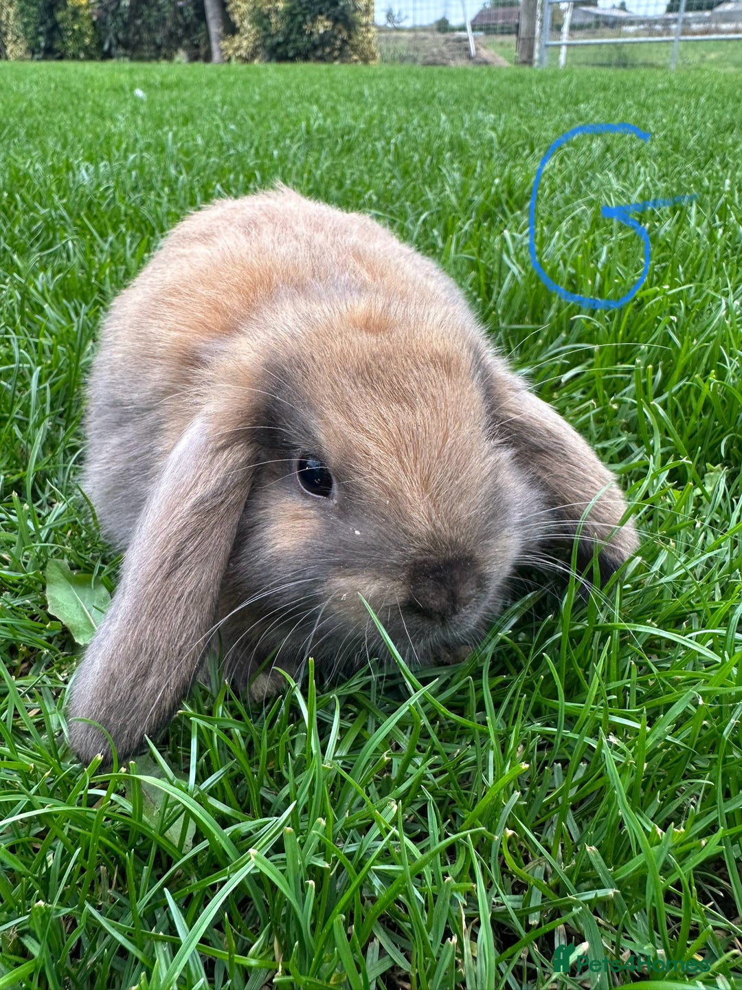 Mini Lop rabbits for sale: Mini Lop Rabbits For Sale  - Image 25