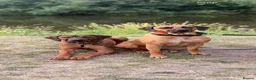 Rhodesian Ridgeback dogs for sale: Bred for beauty. Build and temperament. in Market Drayton - Advert 16
