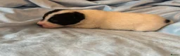 Jack Russell dogs for sale: Traditional Working Jack Russell Terrier Puppies - Advert 9